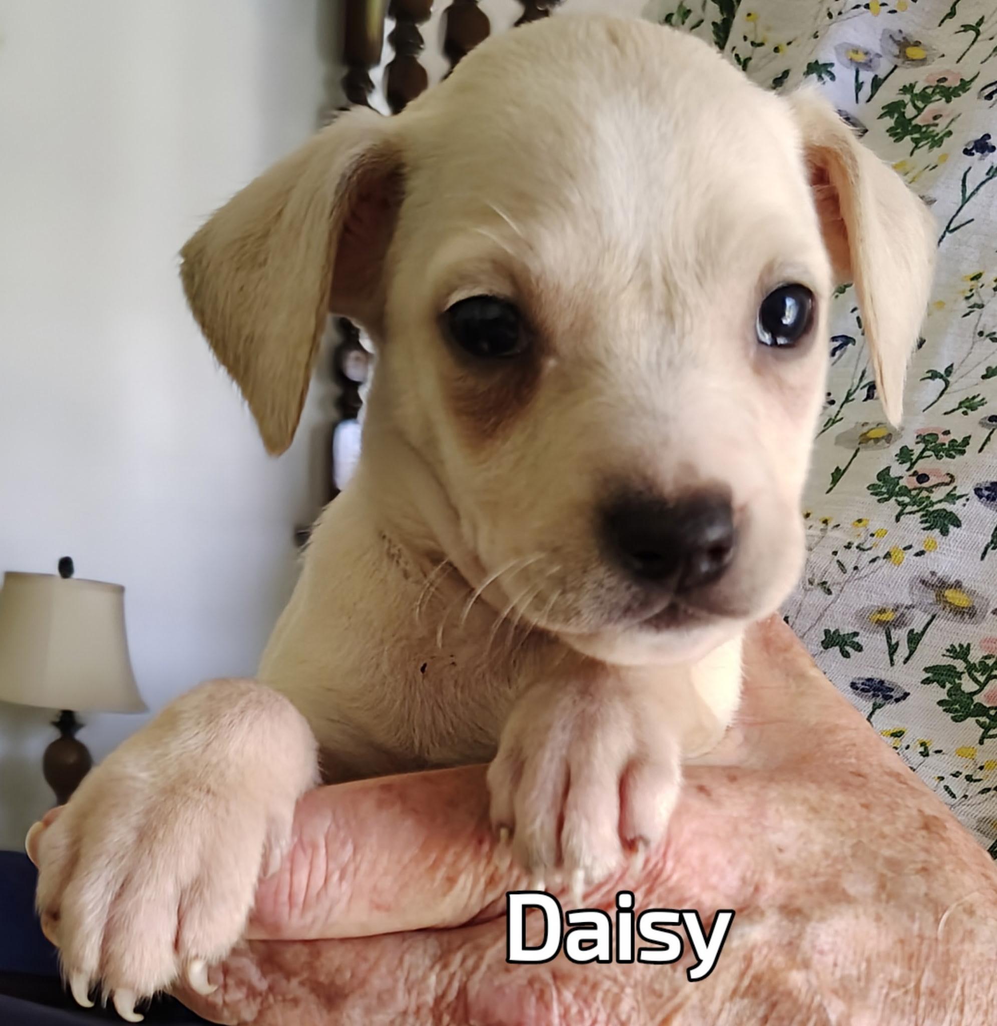 Daisy, Baby Female Labrador Retriever