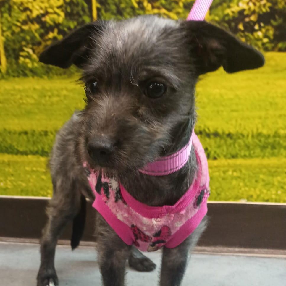 Siri, a ADOPTABLE mixed breed in San Diego, CA image 1/6