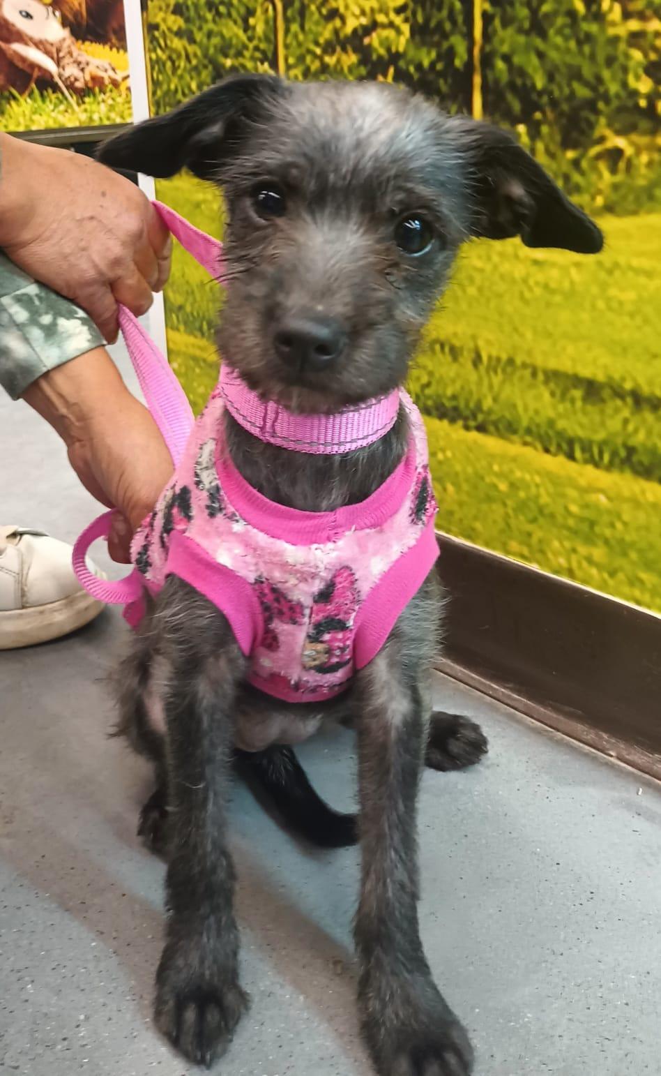 Siri, a ADOPTABLE mixed breed in San Diego, CA image 2/6