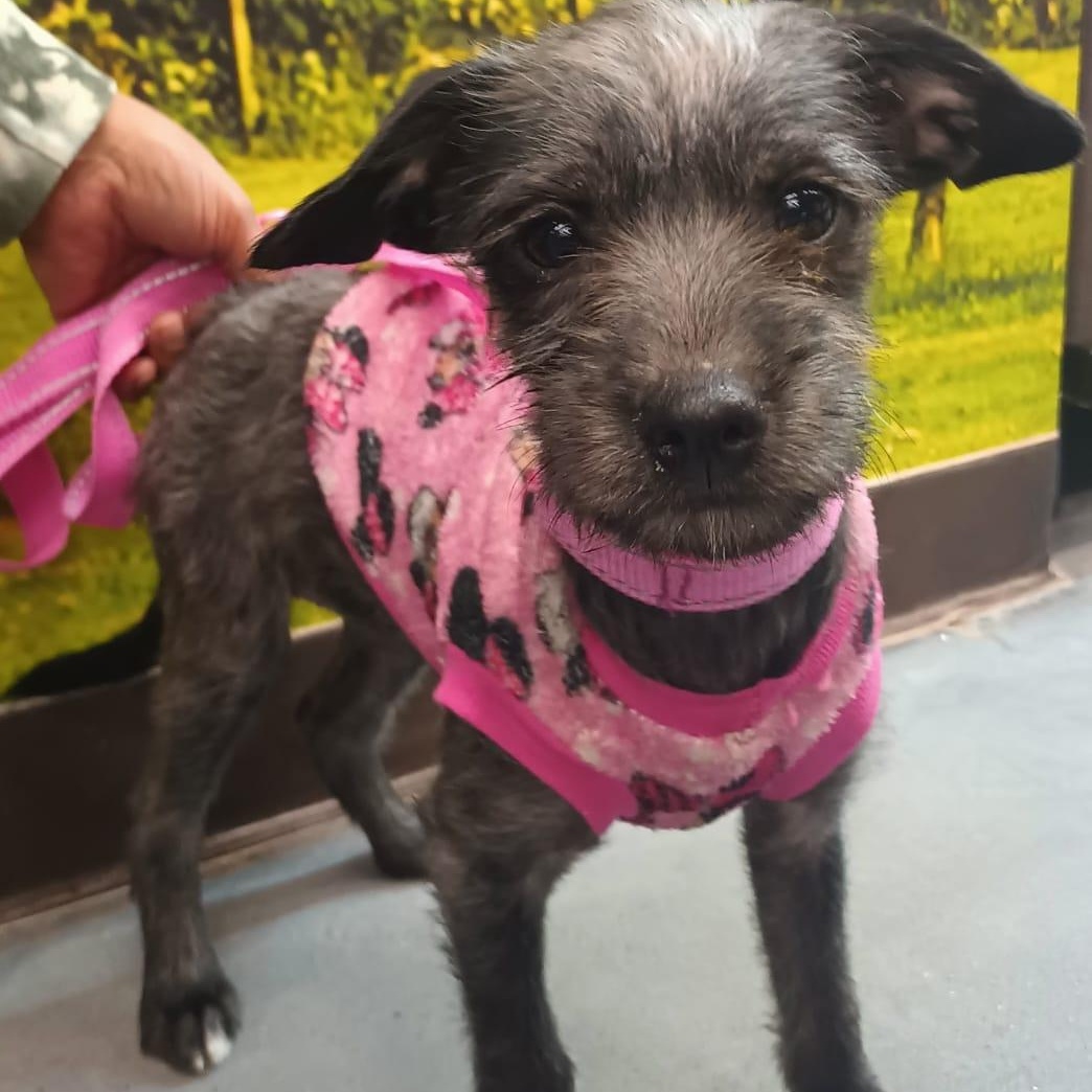 Siri, a ADOPTABLE mixed breed in San Diego, CA image 3/6