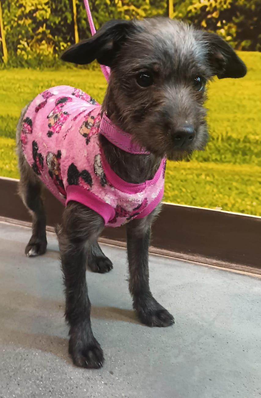 Siri, a ADOPTABLE mixed breed in San Diego, CA image 4/6