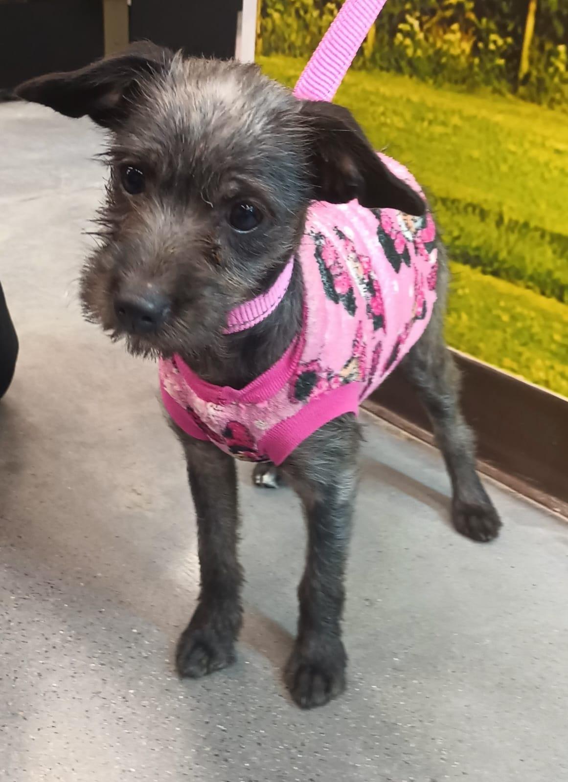 Siri, a ADOPTABLE mixed breed in San Diego, CA image 5/6