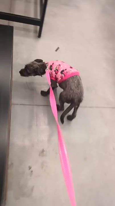 Enlarge Siri, a ADOPTABLE mixed breed in San Diego, CA video 6/6