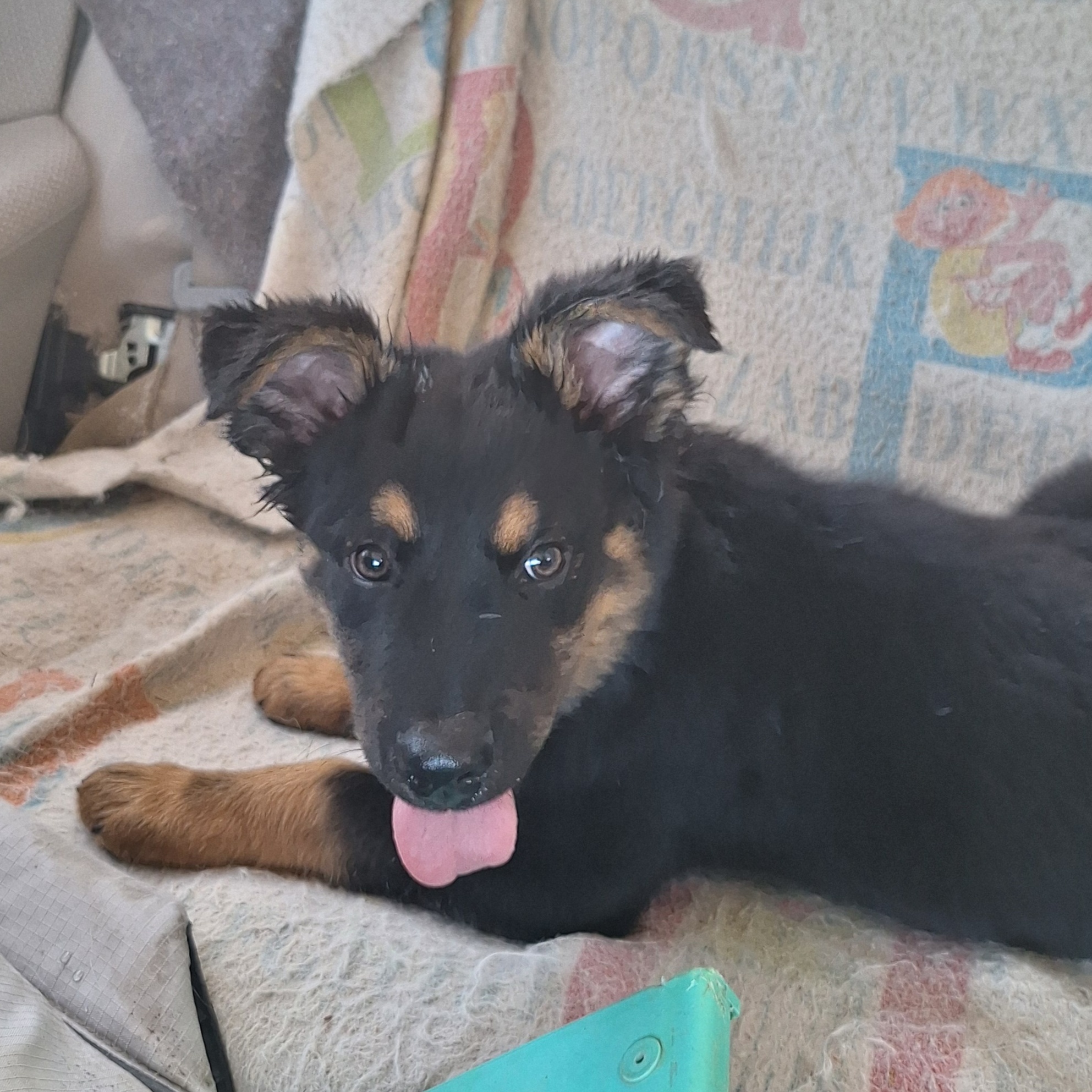 Enlarge Baloo, a Adopted German Shepherd Dog in Caledonia, MN image 2/5