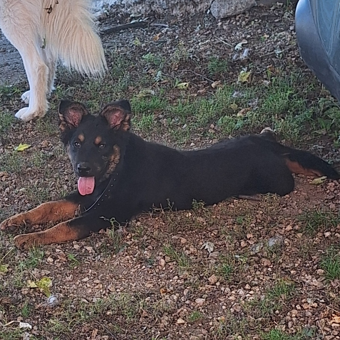 Enlarge Baloo, a Adopted German Shepherd Dog in Caledonia, MN image 4/5