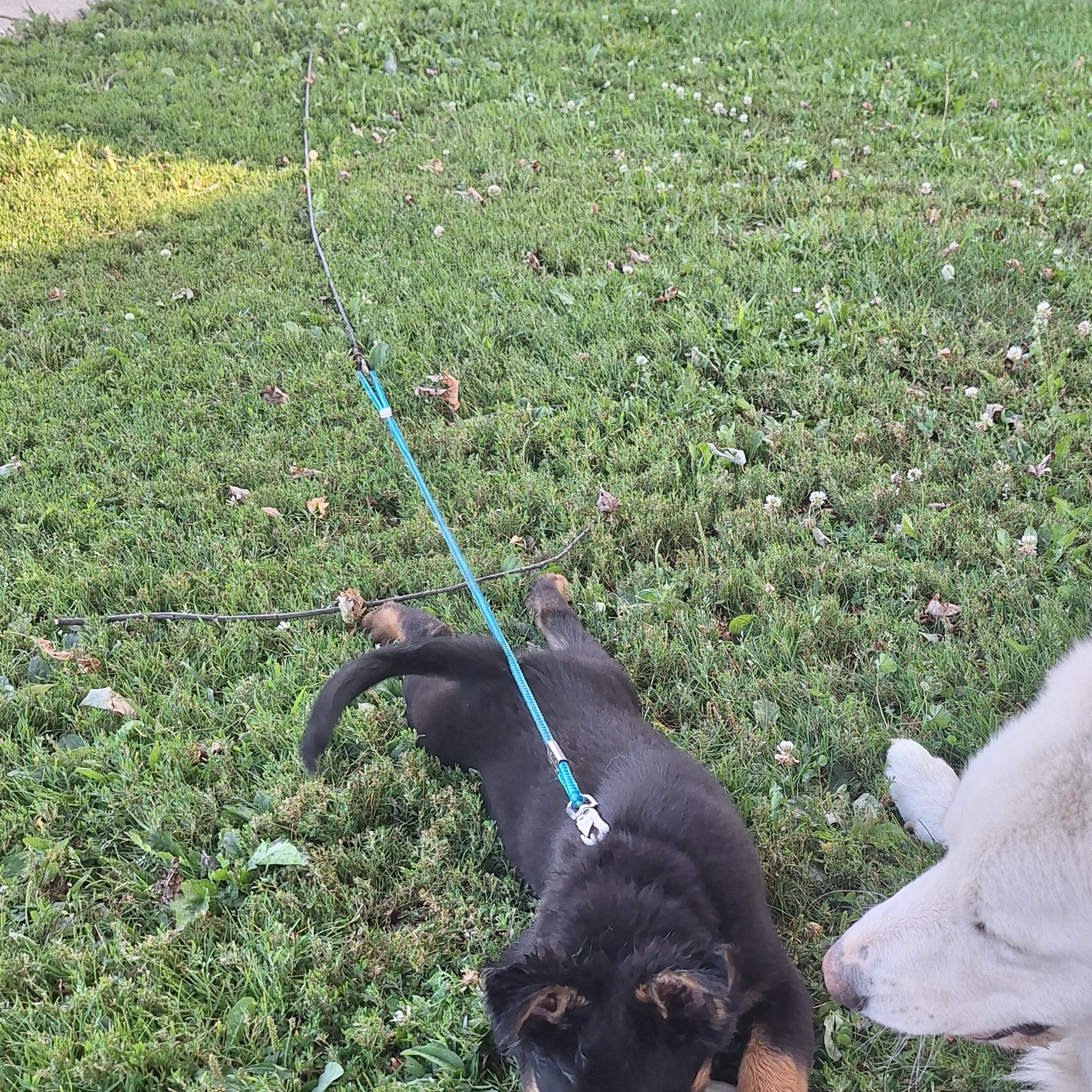 Enlarge Baloo, a Adopted German Shepherd Dog in Caledonia, MN image 3/5