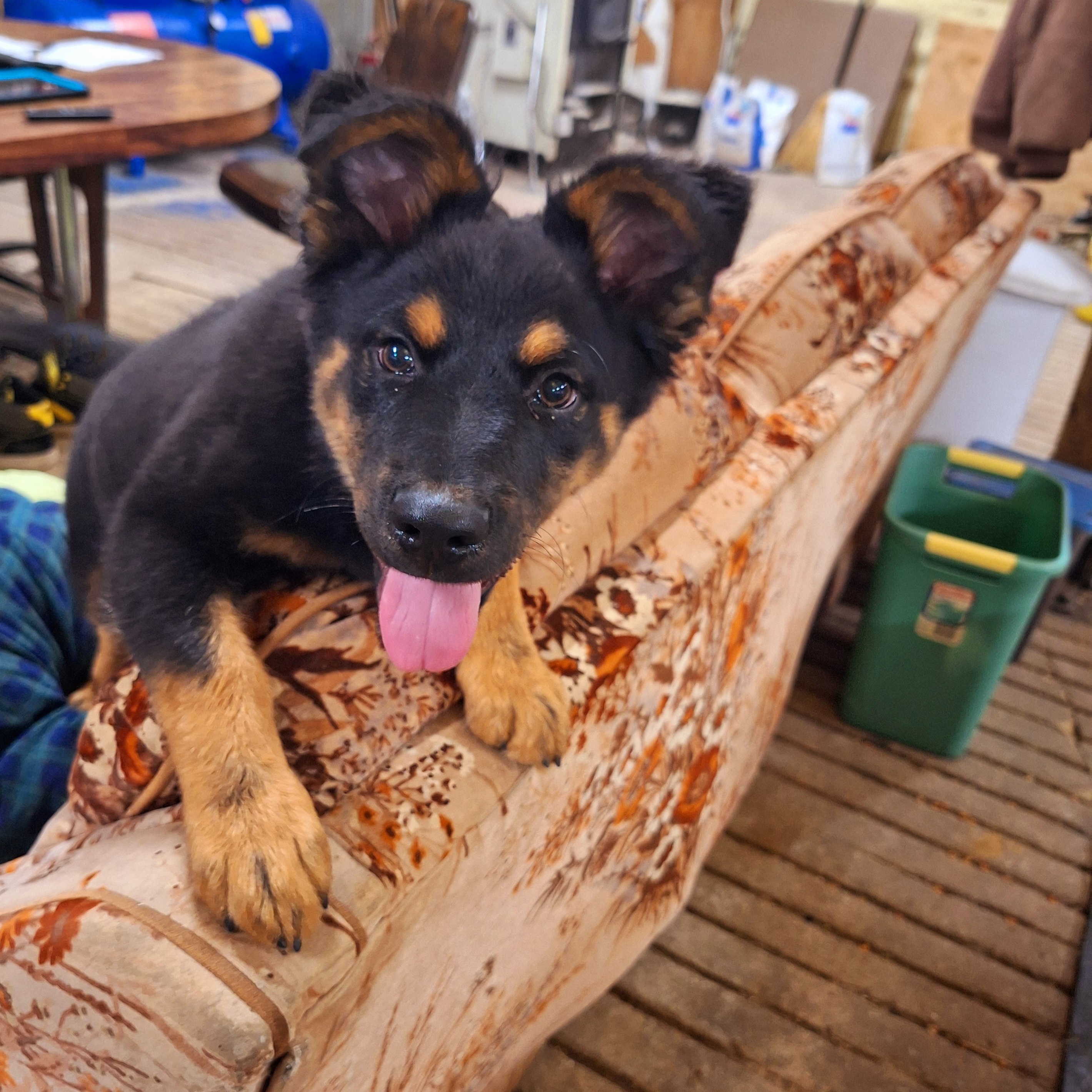 Baloo, Adopted, Young Male German Shepherd Dog.