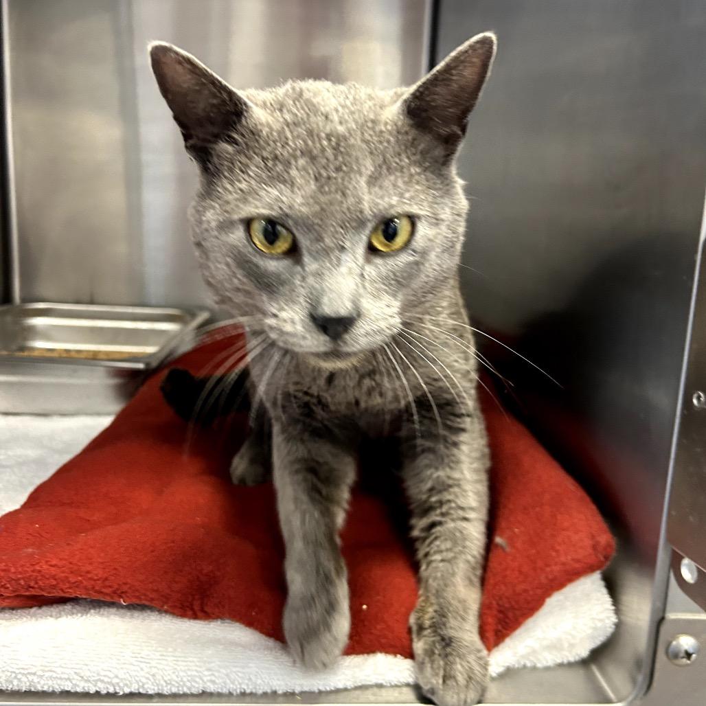 Fluky — thumbnail 2