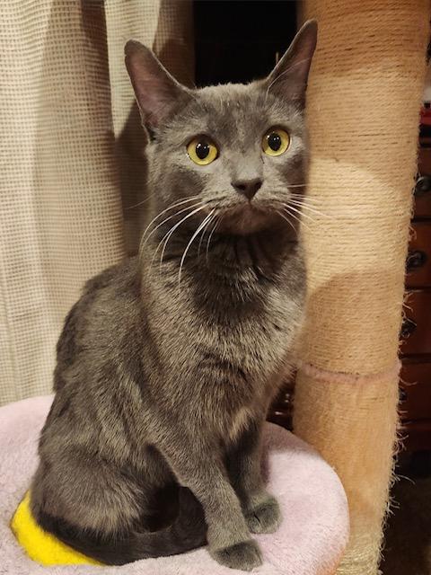 Enlarge Liberty, a Adoptable Domestic Short Hair in Great Falls, MT image 1/2