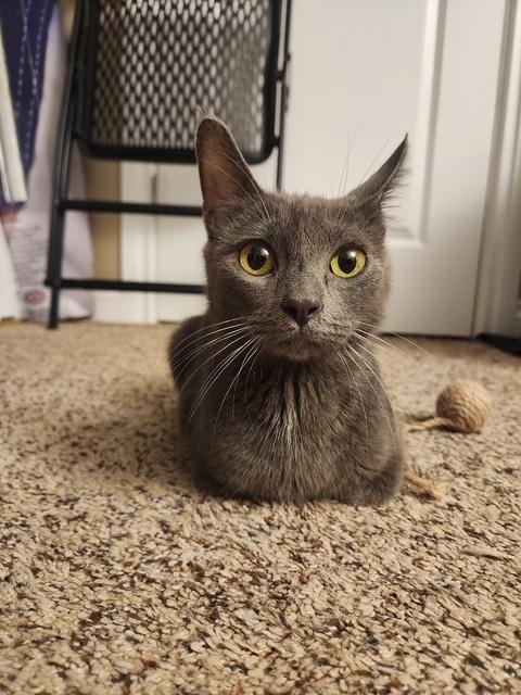 Enlarge Liberty, a Adoptable Domestic Short Hair in Great Falls, MT image 1/1