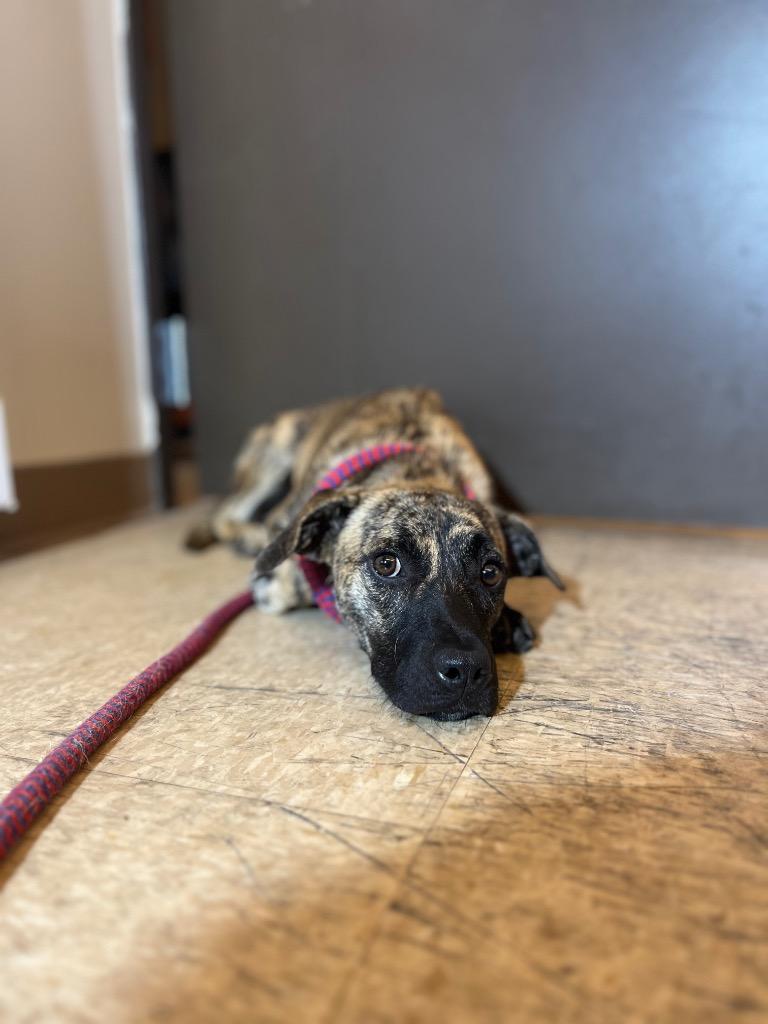 MATILDA, Adoptable, Puppy Female Terrier.