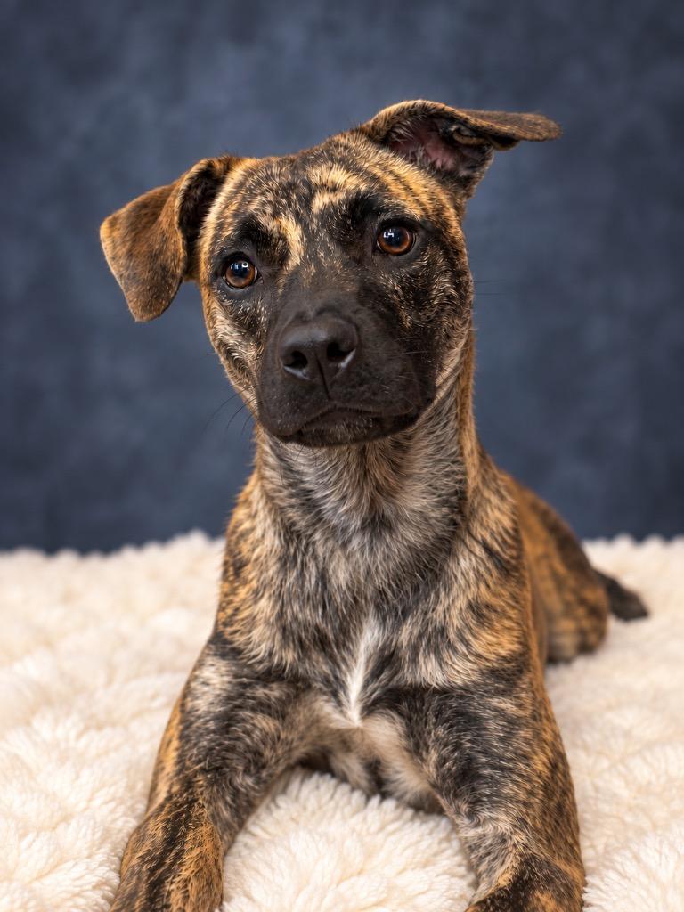 Enlarge MATILDA, a Adoptable Terrier in Wintersville, OH image 2/6