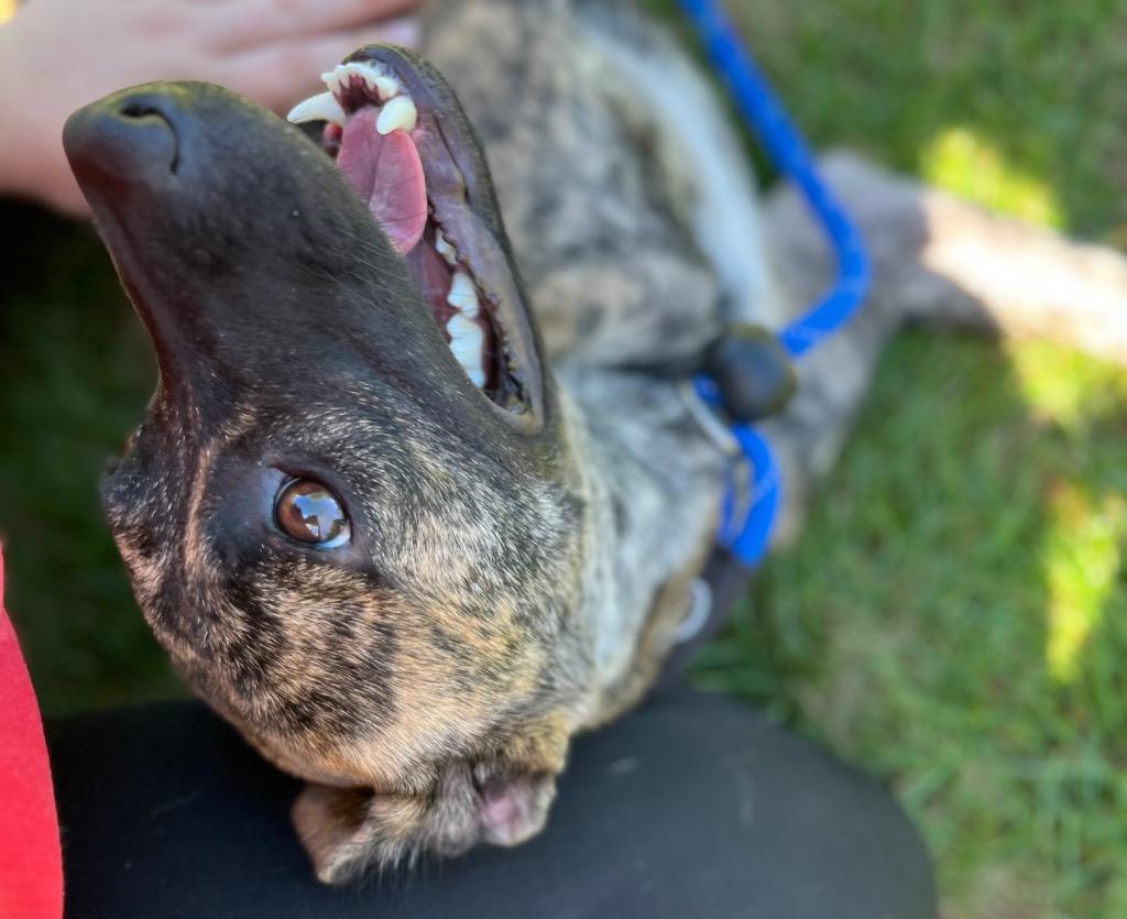 Enlarge MATILDA, a Adoptable Terrier in Wintersville, OH image 5/6