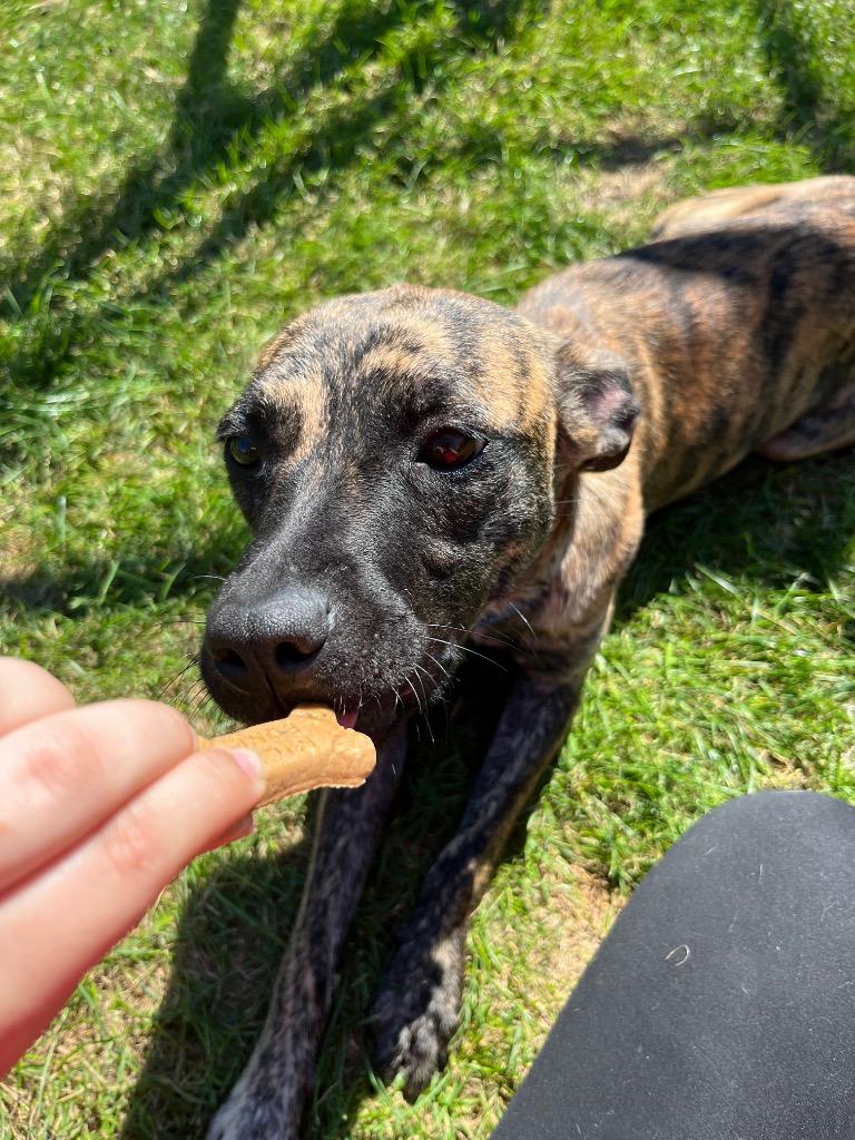 Enlarge MATILDA, a Adoptable Terrier in Wintersville, OH image 6/6