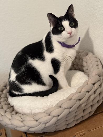 Tali — thumbnail 3