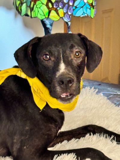 Enlarge Vigil, a Adoptable mixed breed in Jacksonville, FL image 1/1