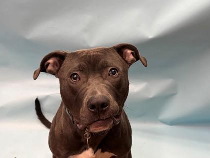 Bear, Adoptable, Young Male Pit Bull Terrier & Mixed Breed.