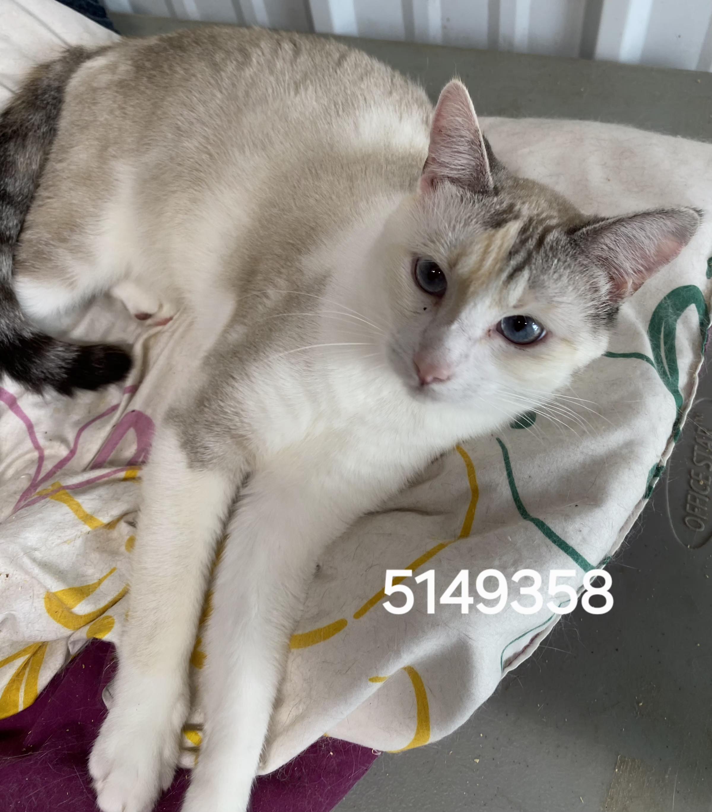 5149358, ADOPTABLE, Young Female Siamese.