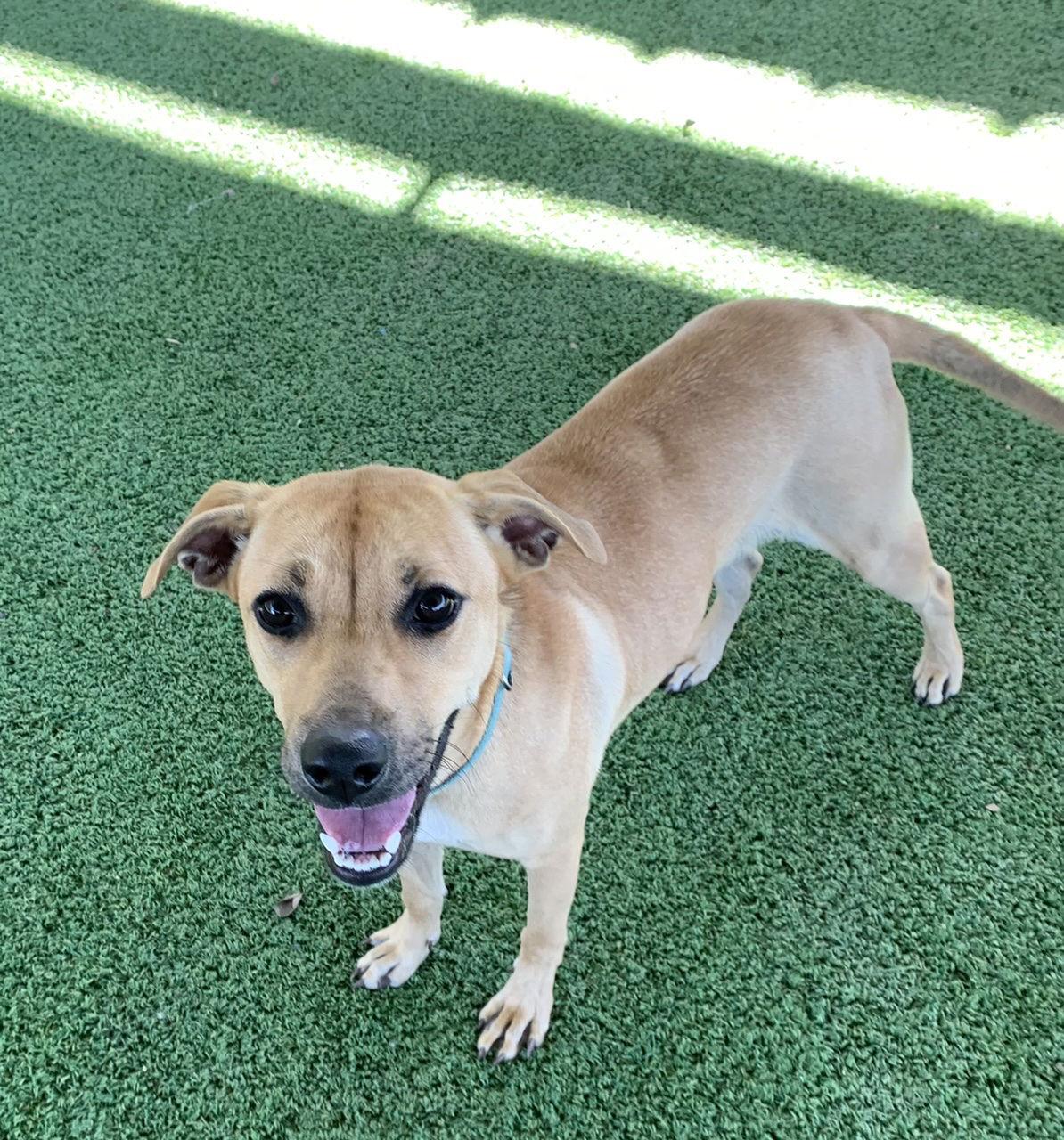 Cami, Adoptable, Adult Female Black Mouth Cur & Labrador Retriever.