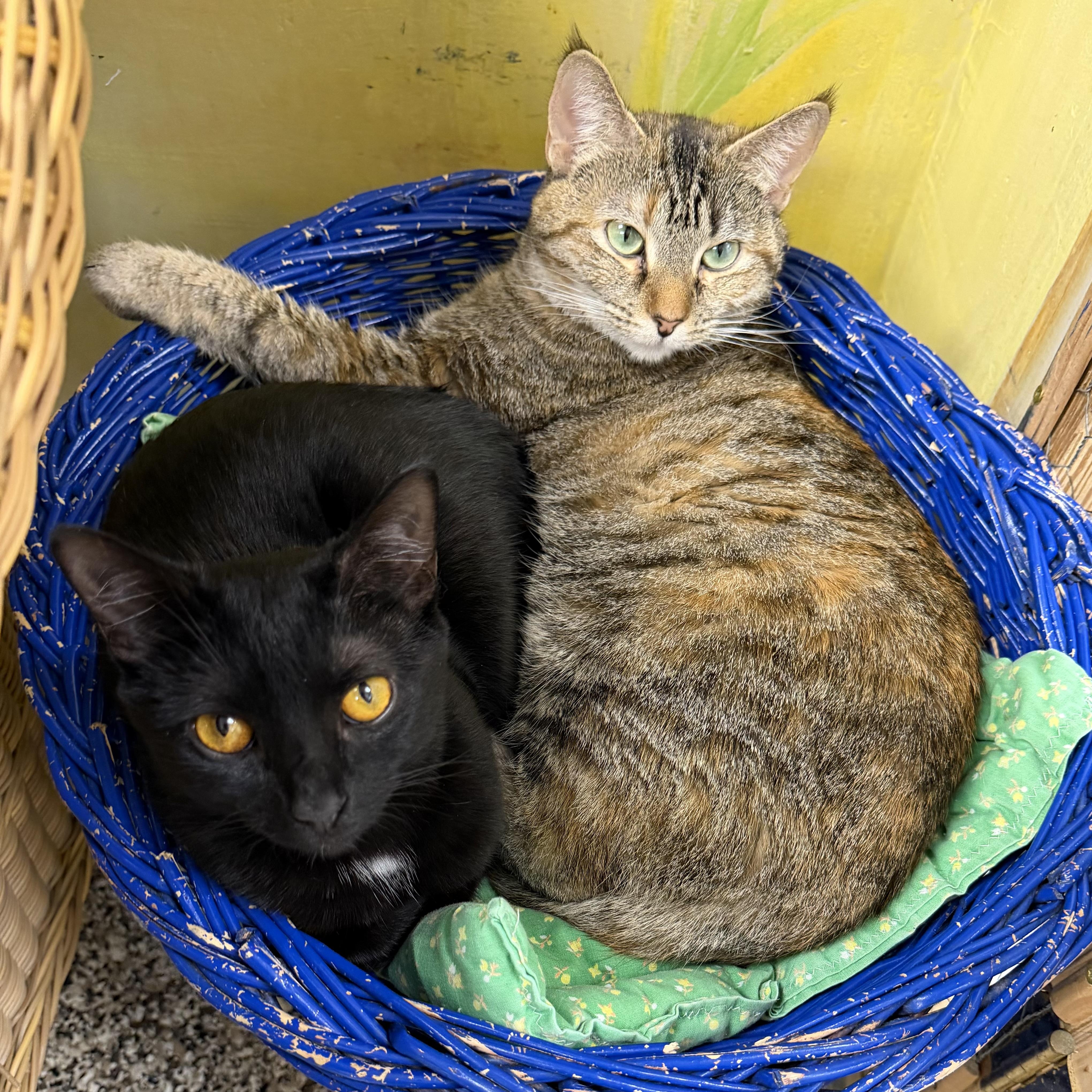 Enlarge Rose , a ADOPTABLE Domestic Short Hair in Fernandina Beach, FL image 3/5