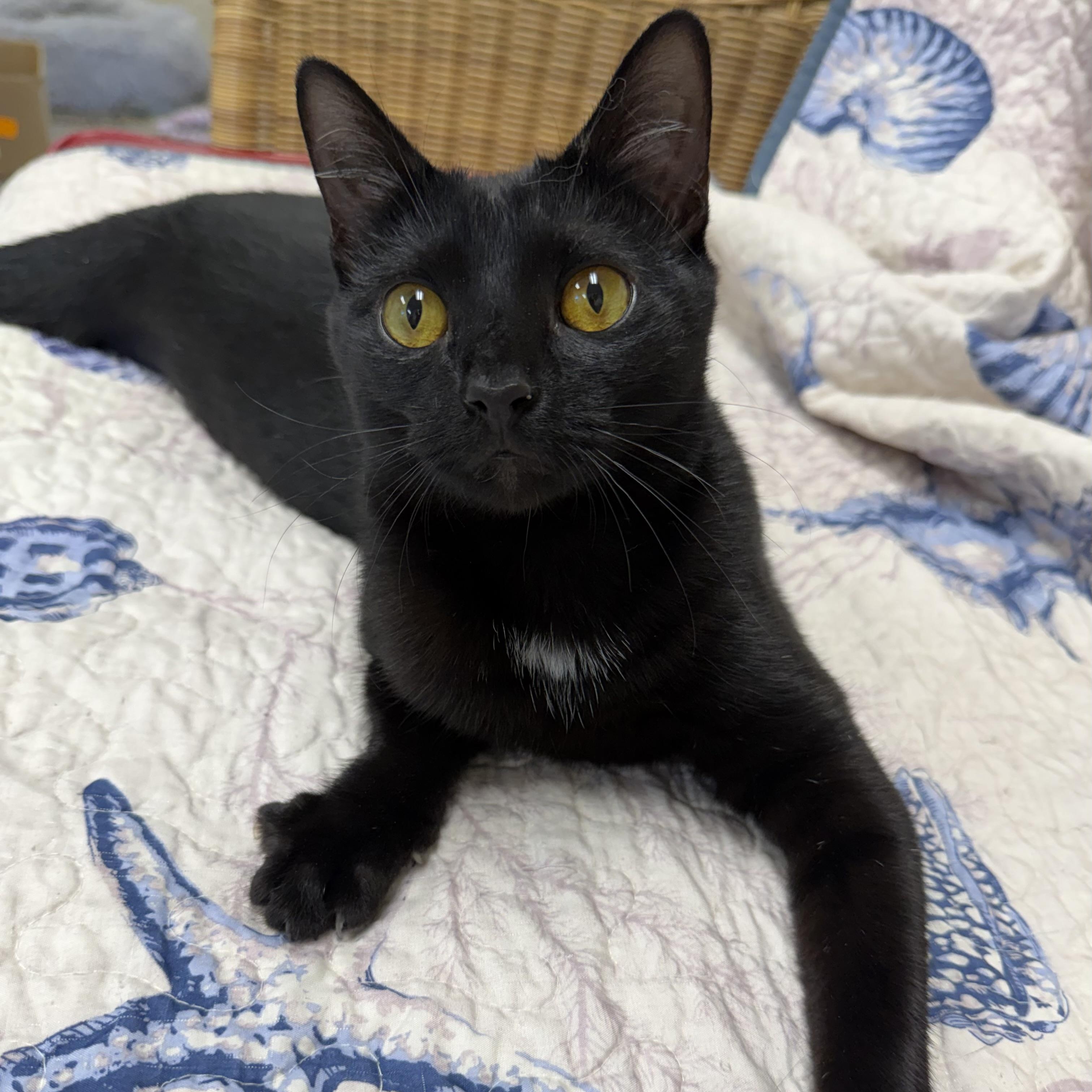Enlarge Rose , a ADOPTABLE Domestic Short Hair in Fernandina Beach, FL image 1/5