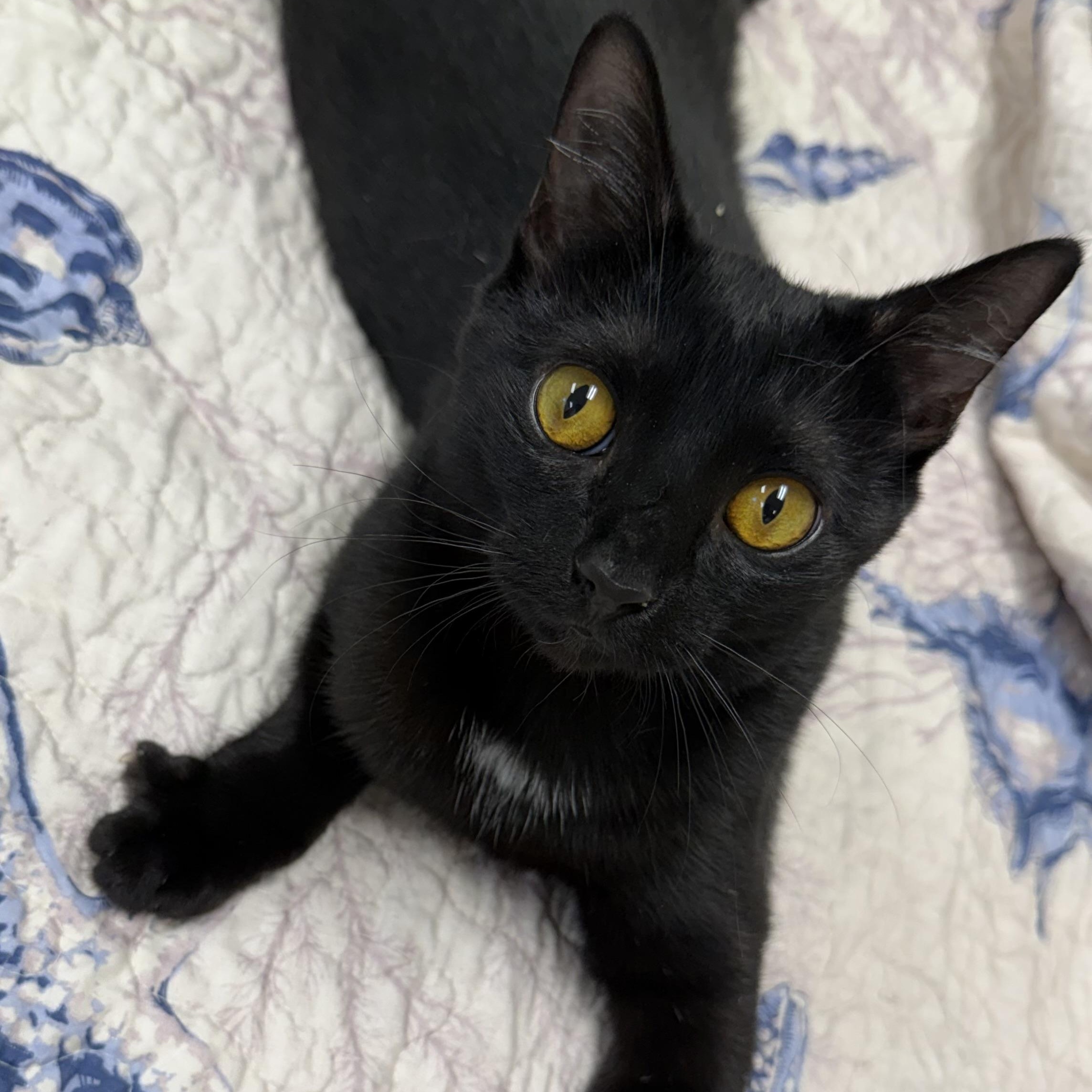 Enlarge Rose , a ADOPTABLE Domestic Short Hair in Fernandina Beach, FL image 4/5