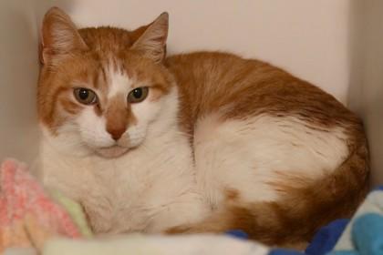 Biscuit — thumbnail 2