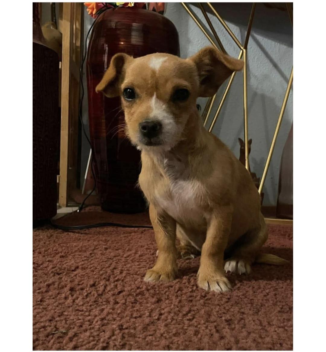 Yuri, an adopted mixed breed in Olympia, WA image 3/3