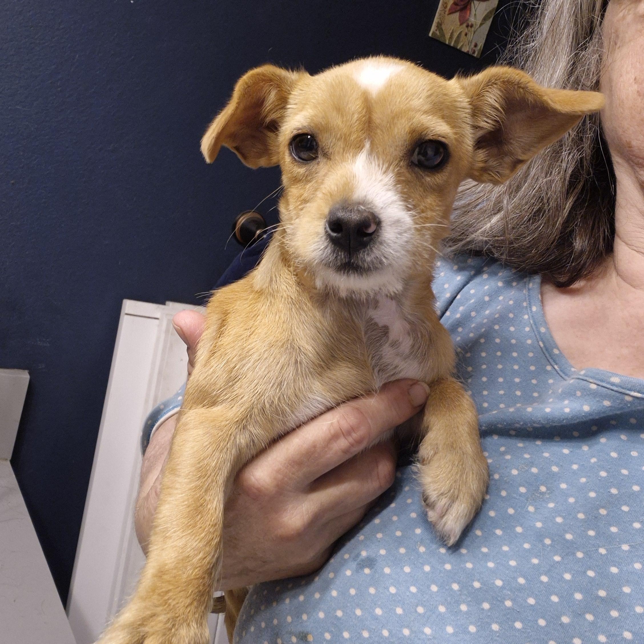 Yuri, adopted, Puppy Female Chiweenie & Mixed Breed.