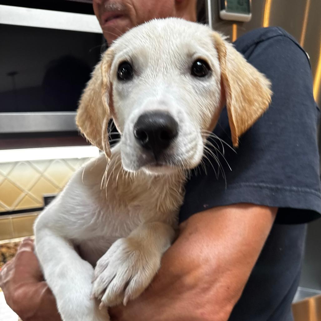 NY Monty Avail Aug 26 (MTK Hotel Mount Kisco), adopted, Puppy Male Yellow Labrador Retriever & Great Pyrenees.