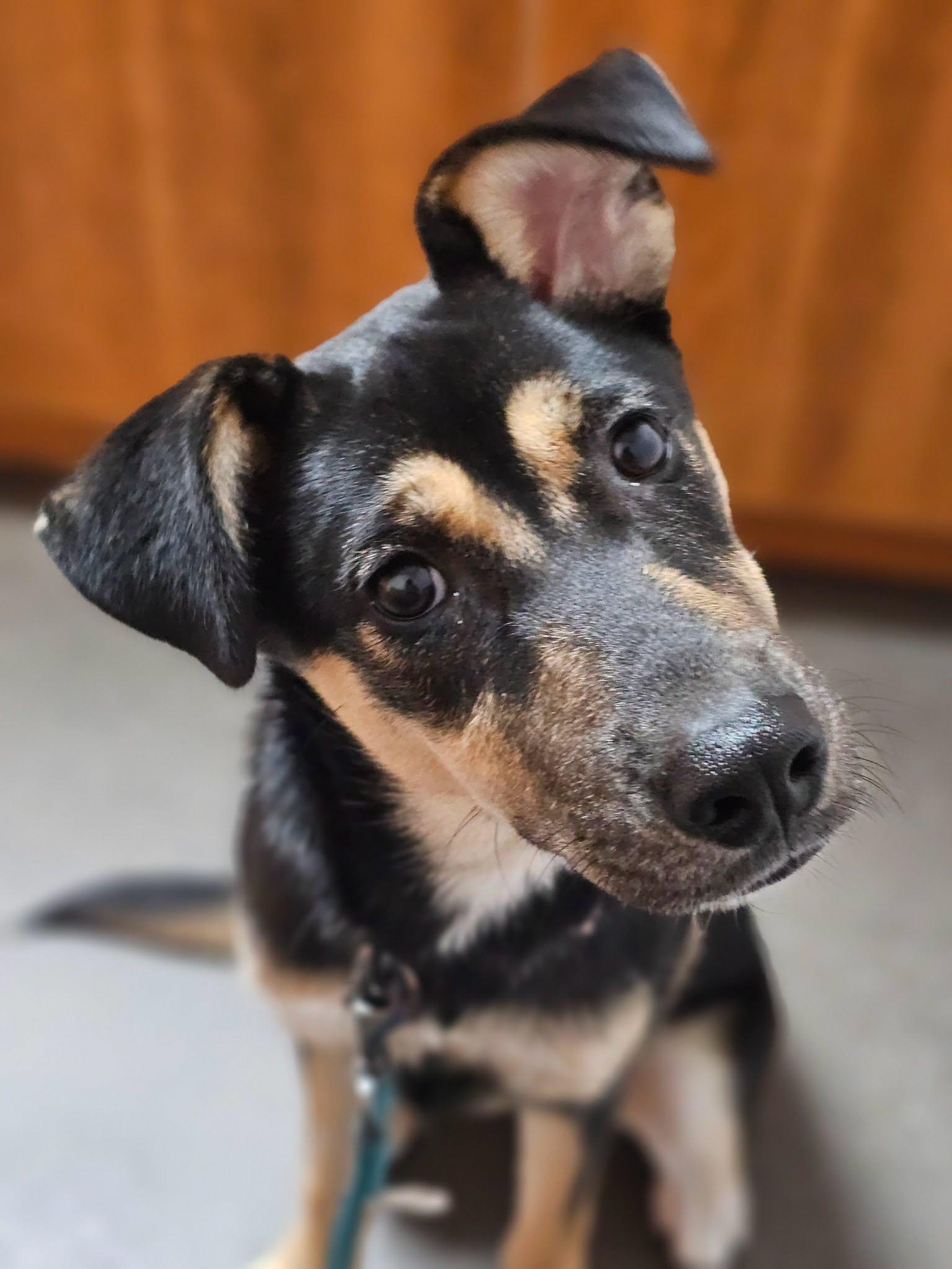 Genevieve, adopted, Puppy Female German Shepherd Dog & Husky.