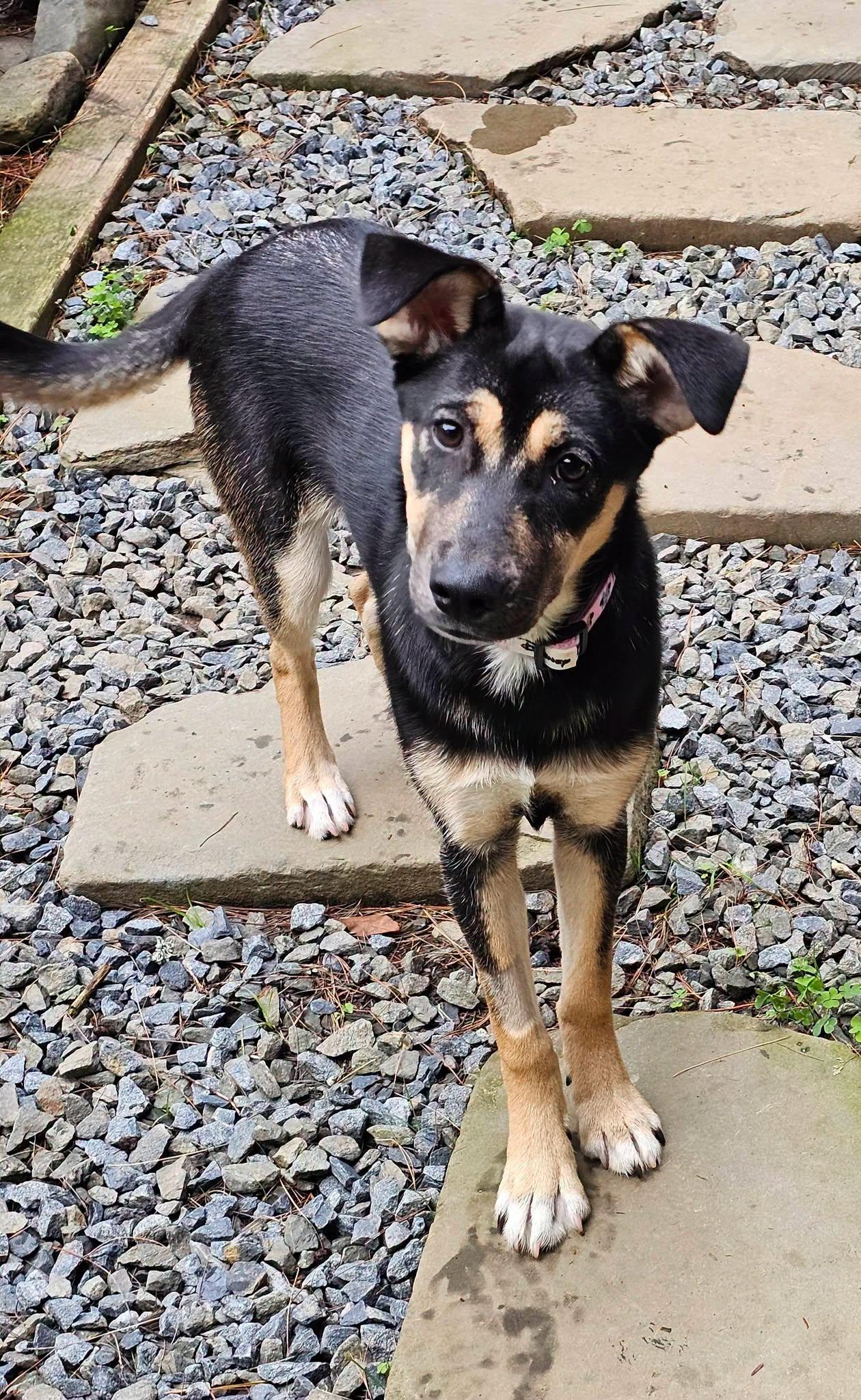 Enlarge Genevieve, an adopted mixed breed in Plainfield, NH image 2/2