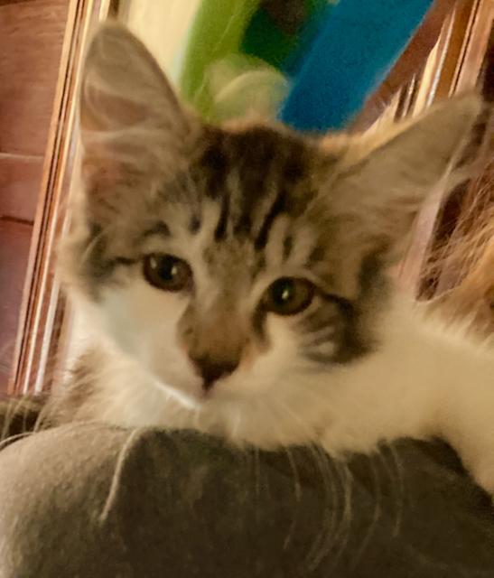 Enlarge Kittens, 9 weeks old - sweet & friendly!, a Adoptable Domestic Short Hair in Durham, CT image 2/3