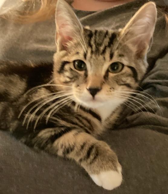 Enlarge Kittens, 9 weeks old - sweet & friendly!, a Adoptable Domestic Short Hair in Durham, CT image 1/3
