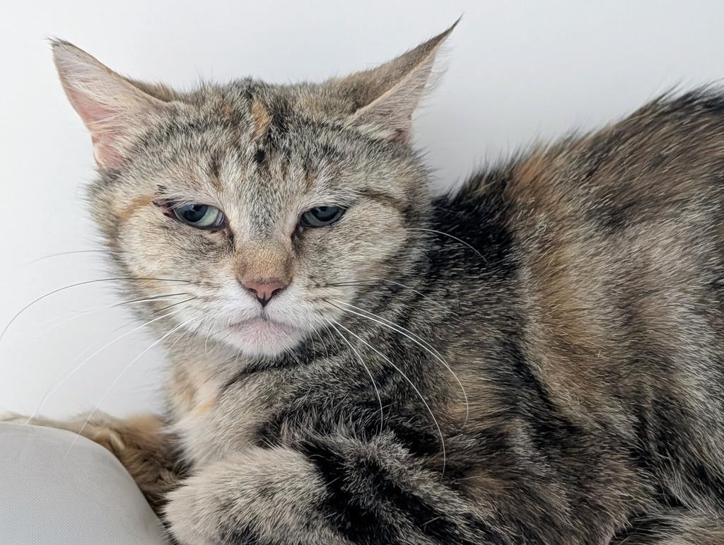 Shirley, Adoptable, Adult Female Domestic Short Hair.