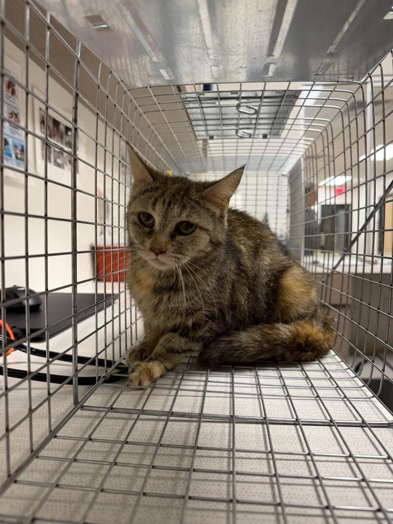 Enlarge Shirley, a Adoptable mixed breed in Greenfield, IN image 2/4
