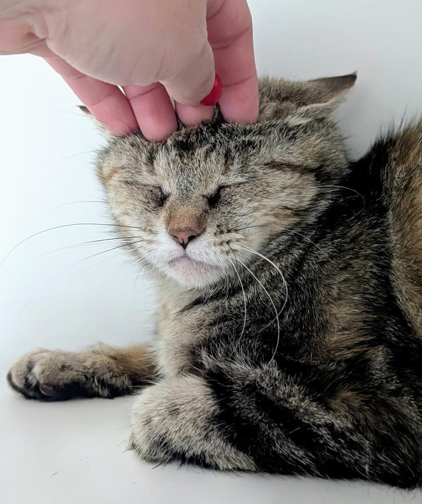 Enlarge Shirley, a Adoptable mixed breed in Greenfield, IN image 3/4