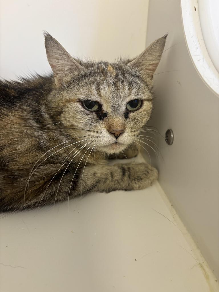 Enlarge Shirley, a Adoptable mixed breed in Greenfield, IN image 4/4