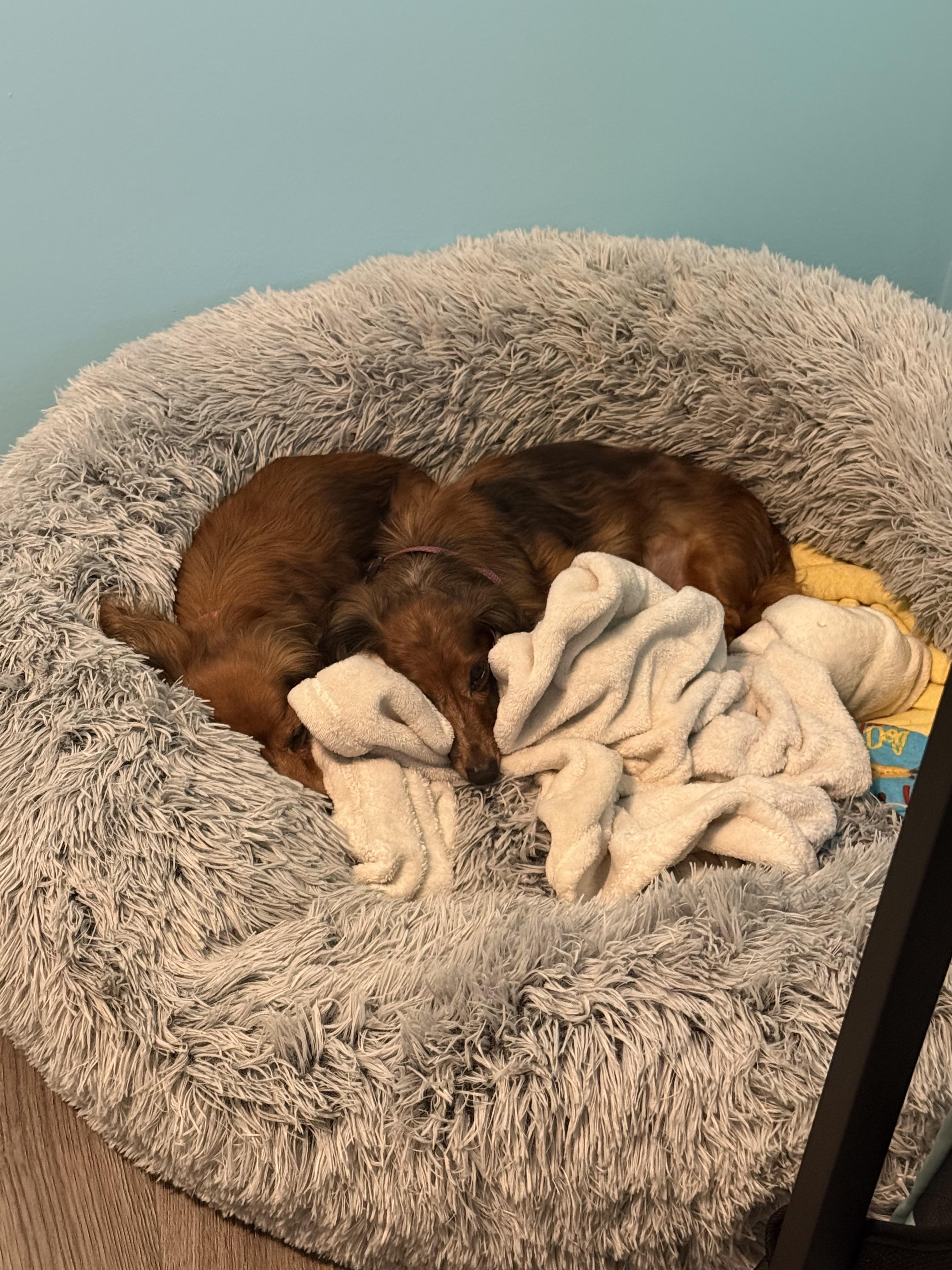 Emma & Grace, a ADOPTABLE Dachshund (Long Haired) in Mount Morris, MI image 3/6