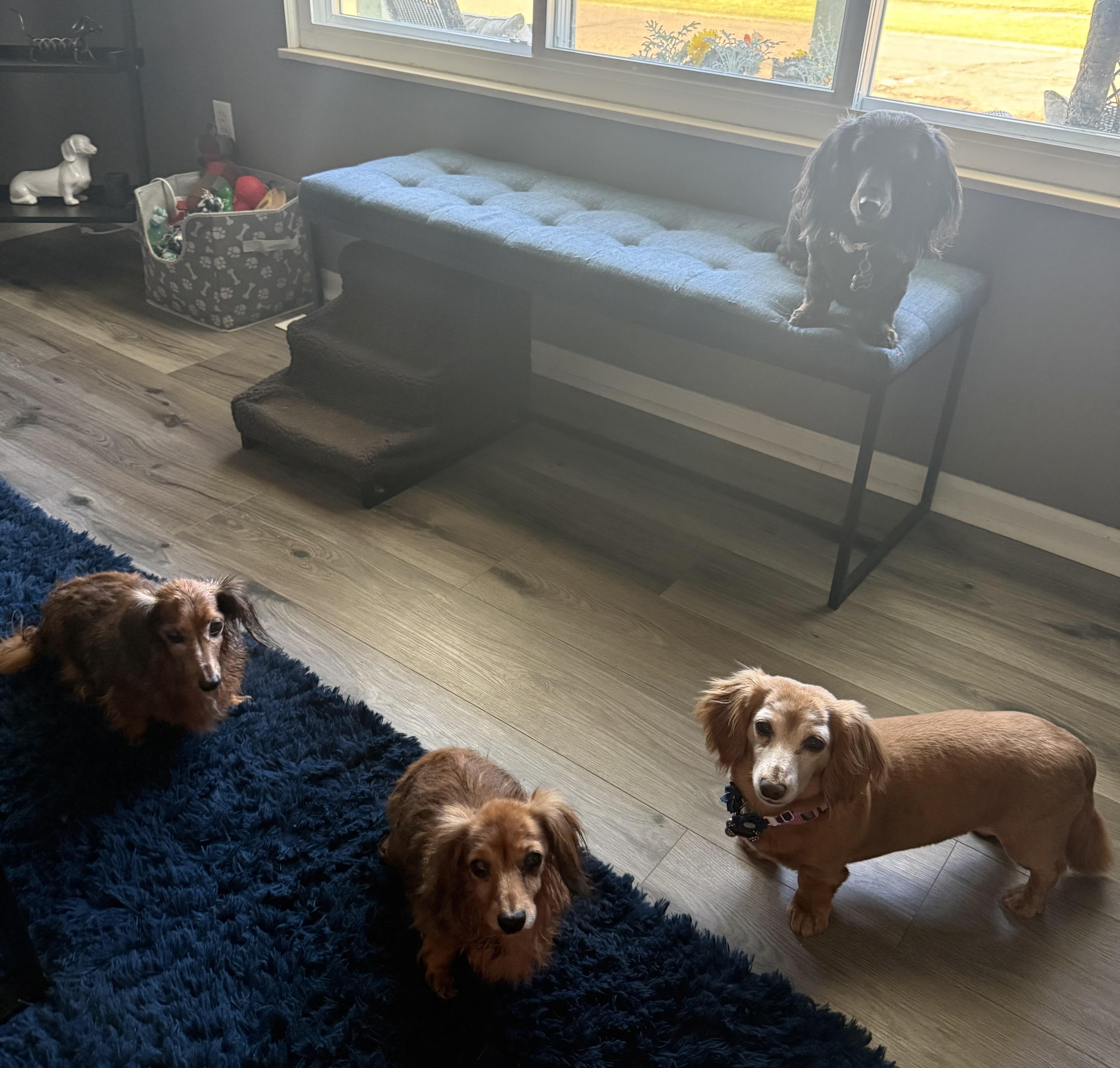 Emma & Grace, a ADOPTABLE Dachshund (Long Haired) in Mount Morris, MI image 6/6