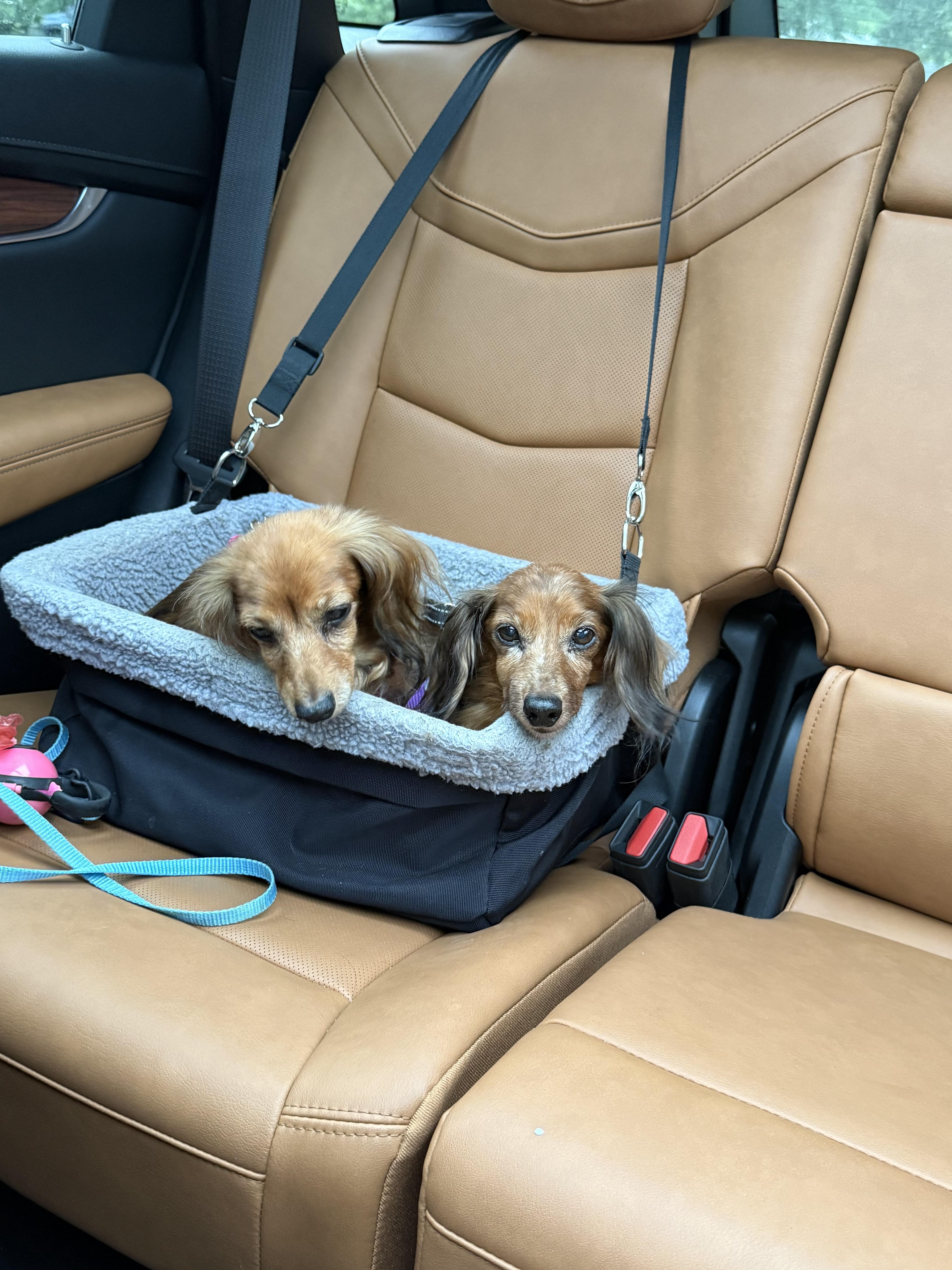 Emma & Grace, a ADOPTABLE Dachshund (Long Haired) in Mount Morris, MI image 2/6