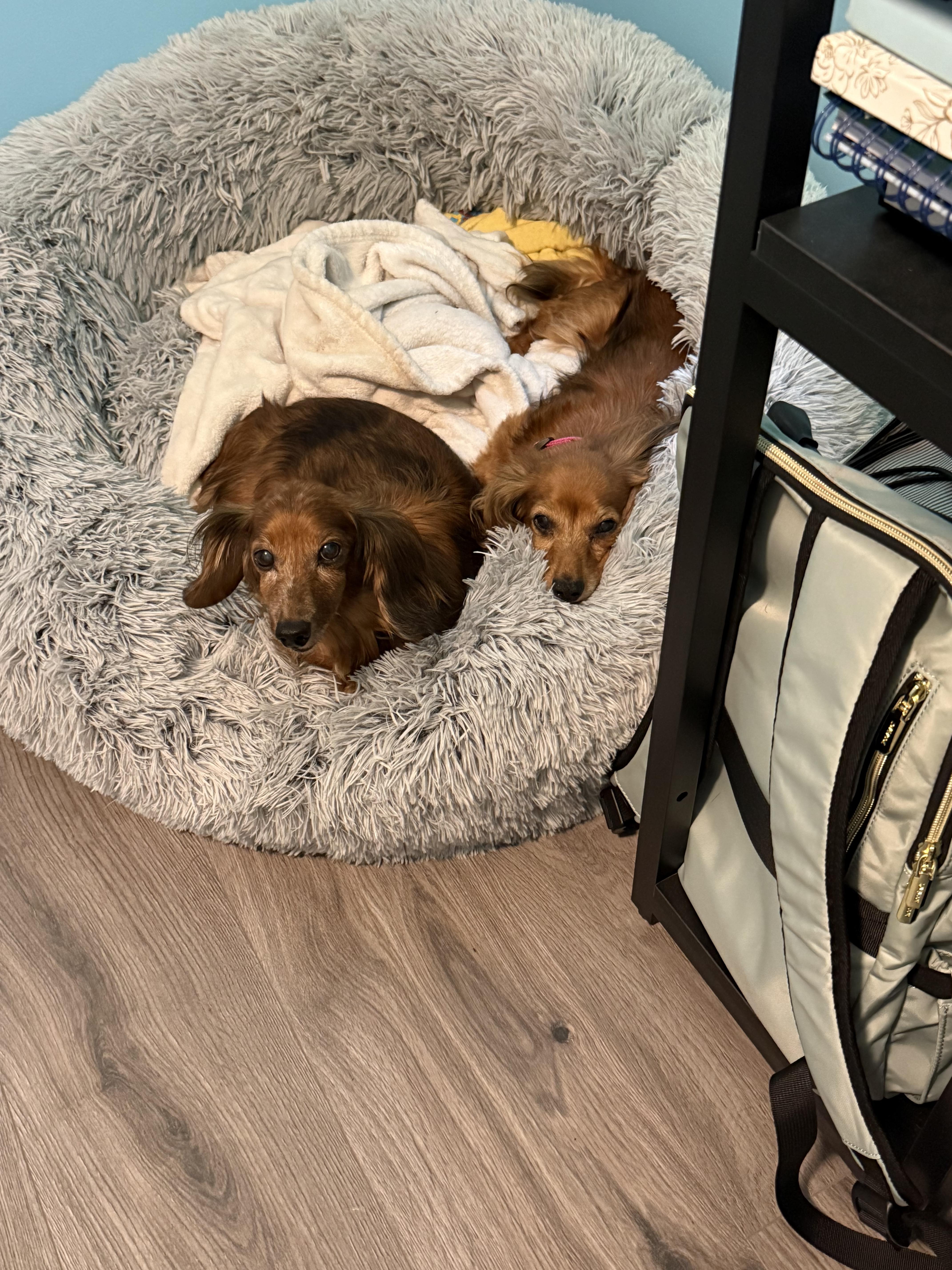 Emma & Grace, a ADOPTABLE Dachshund (Long Haired) in Mount Morris, MI image 5/6