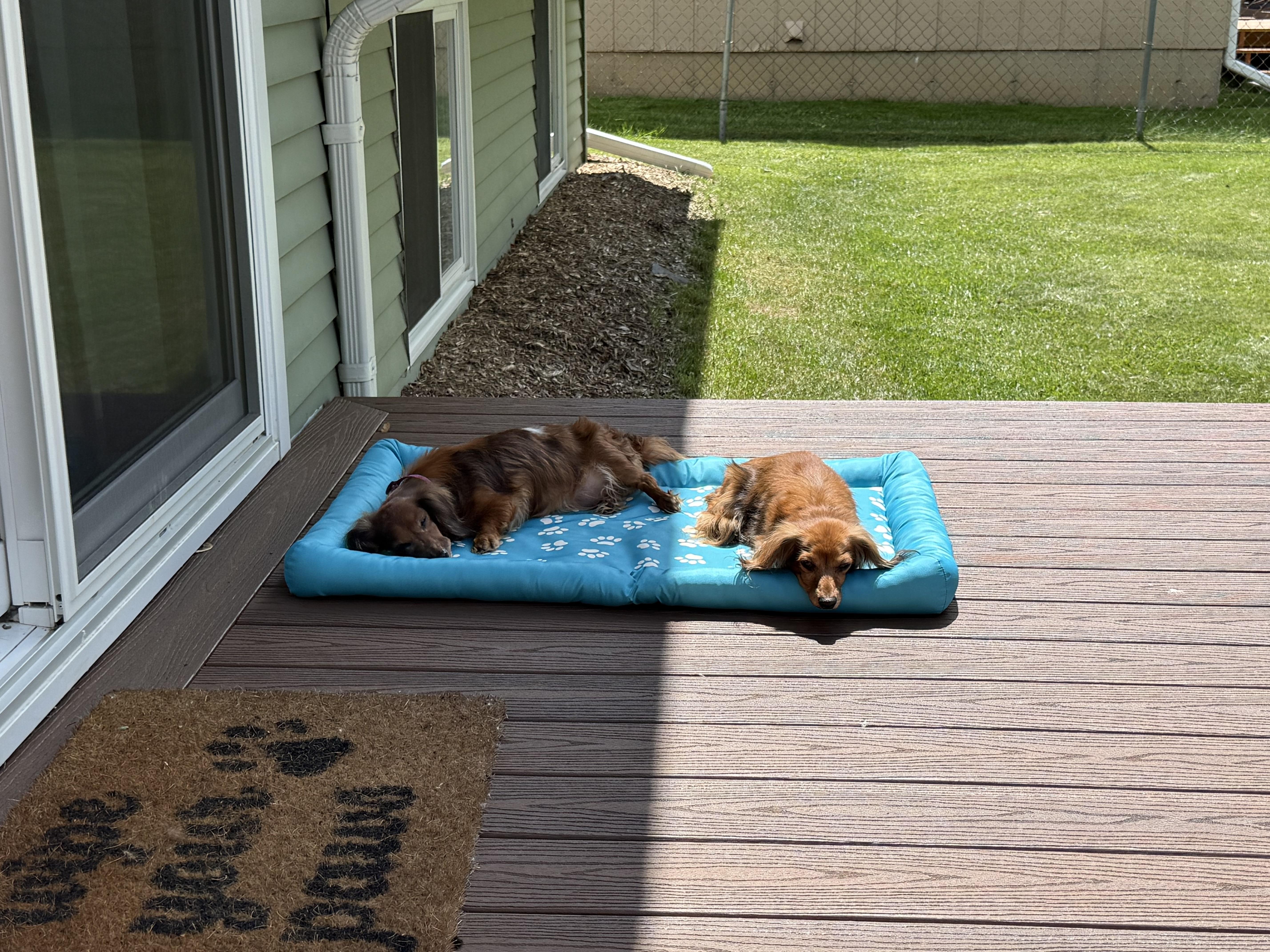Emma & Grace, a ADOPTABLE Dachshund (Long Haired) in Mount Morris, MI image 1/6