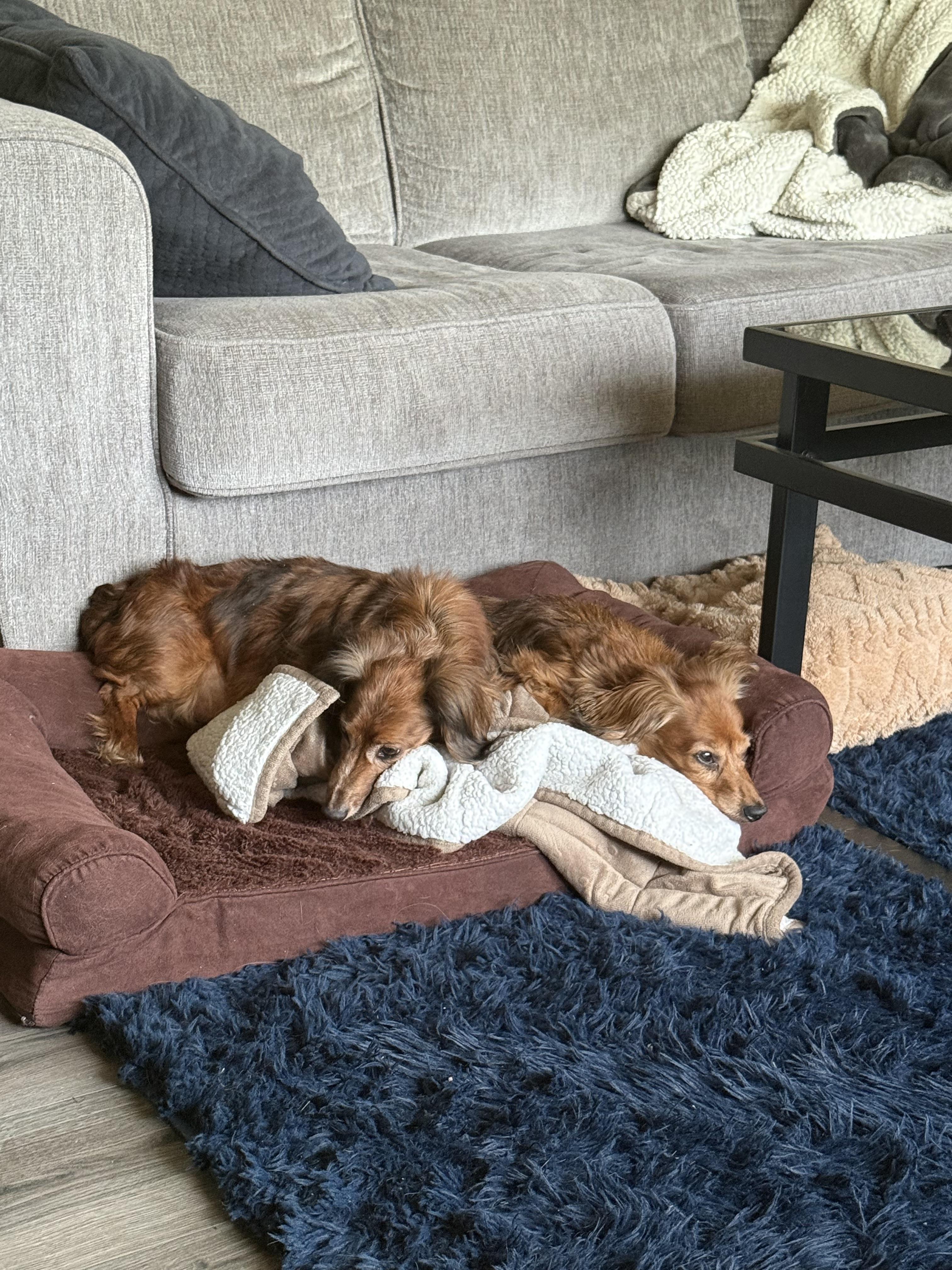 Emma & Grace, a ADOPTABLE Dachshund (Long Haired) in Mount Morris, MI image 4/6