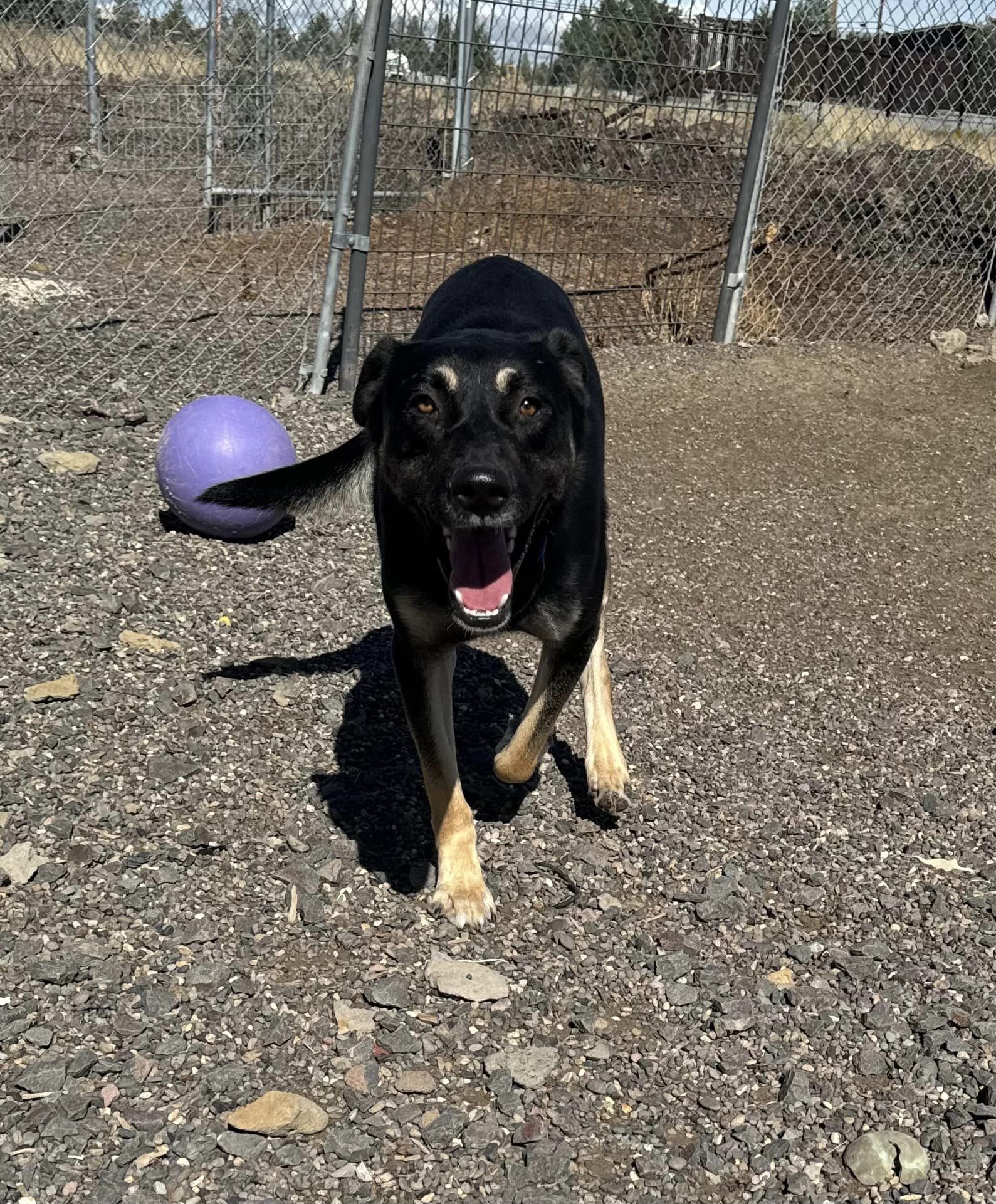 Cannon, Adoptable, Adult Male German Shepherd Dog.