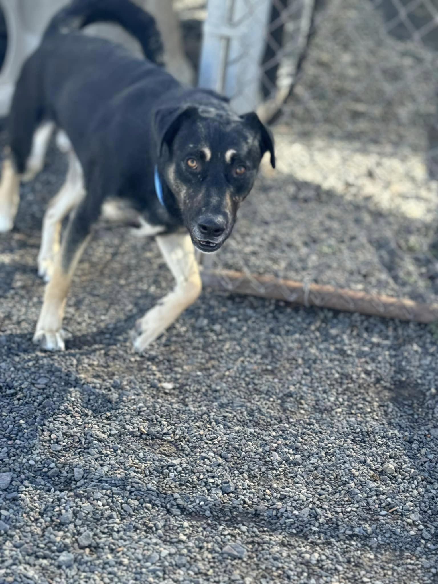 Cannon, a Adoptable mixed breed in Prineville, OR image 6/6