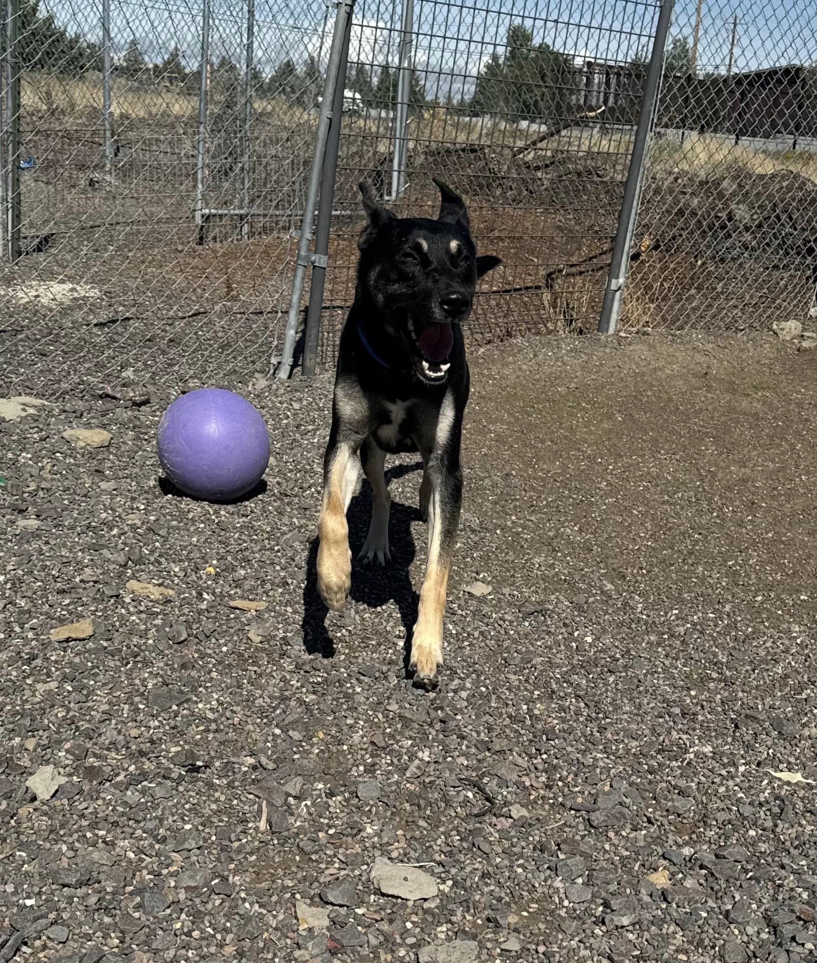 CANNON, an adoptable German Shepherd Dog in Prineville, OR, 97754 | Photo Image 4