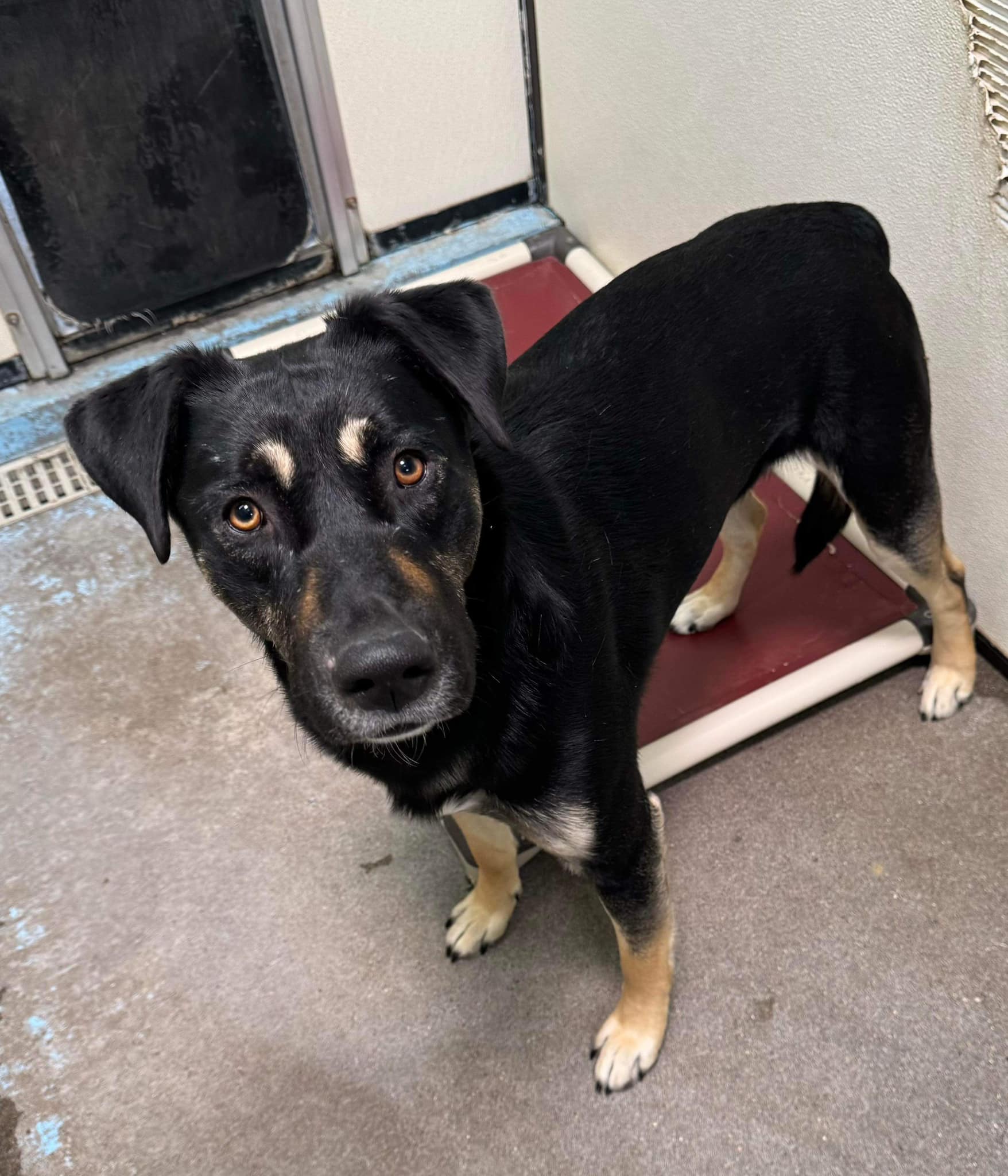 Cannon, a Adoptable mixed breed in Prineville, OR image 3/6