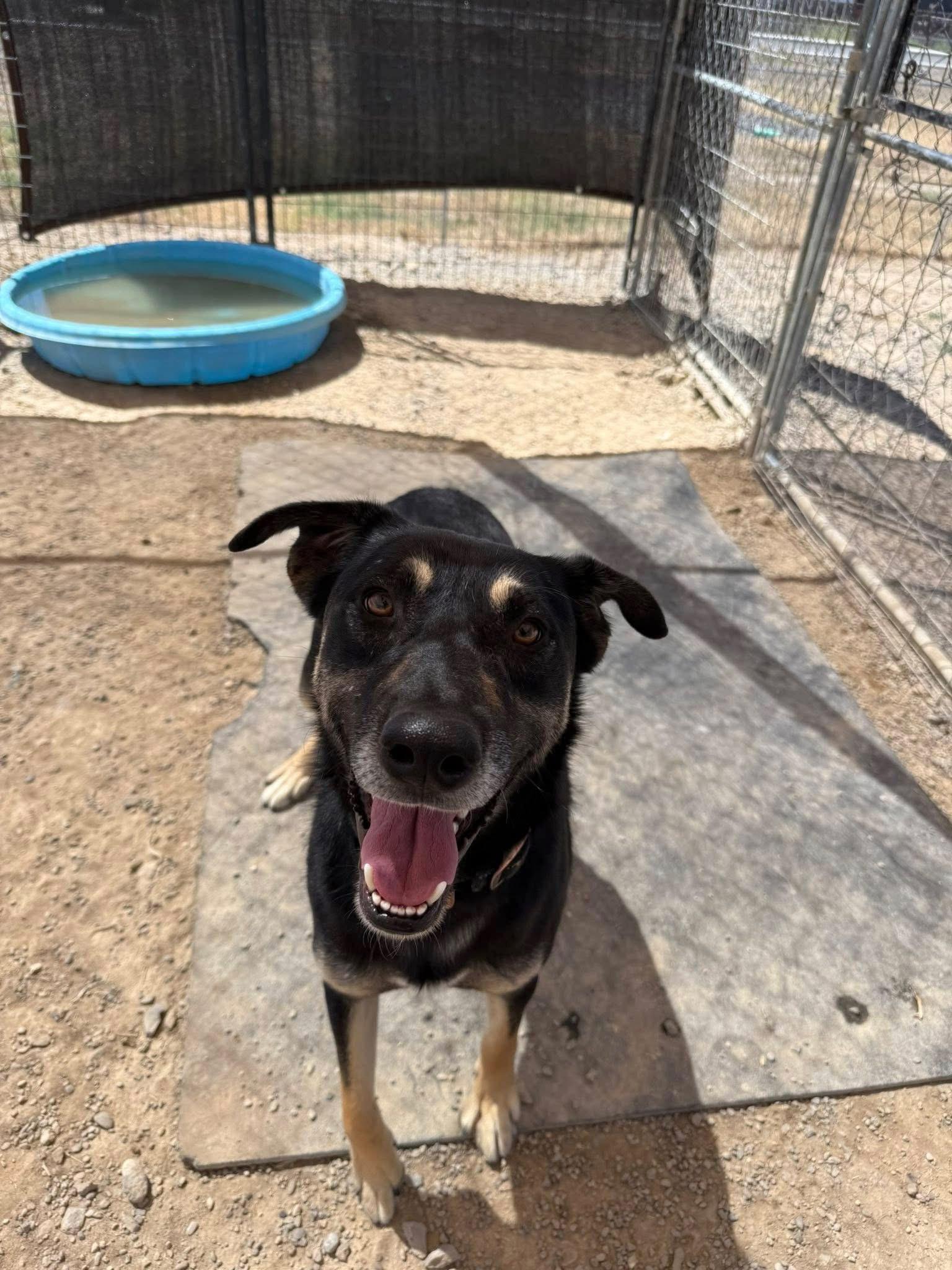 CANNON, an adoptable German Shepherd Dog in Prineville, OR, 97754 | Photo Image 3