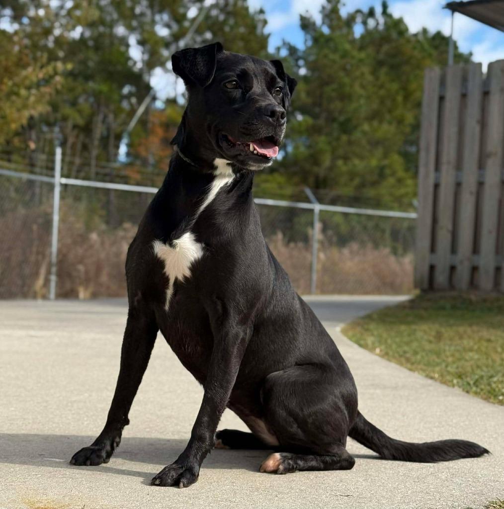 Enlarge Lunette, a Adoptable mixed breed in Kingsland, GA image 1/5